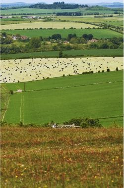 Field in Hampshire